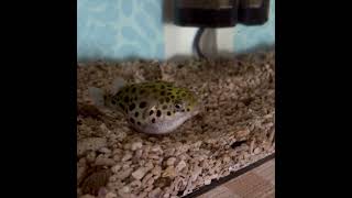 ミドリフグは突然寝る Green spotted pufferfish sleeps suddenly