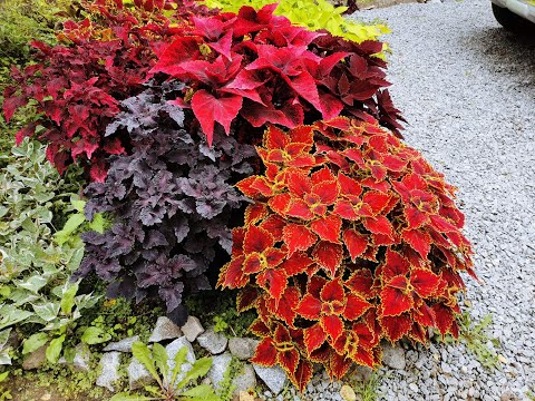 Video: Bright Coleus Hauv Vaj