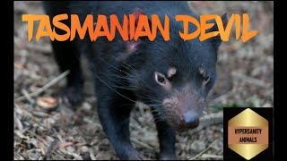The Hidden Secrets of the Daring Tasmanian Devil