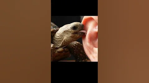 ASMR Licking Human Ear Turtle Tortoise #ai​ #aiart​ #asmrsounds​ #asmr​ #aiasmr​ #satisfyingvideo
