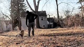 Breakbreds Barbie Dog