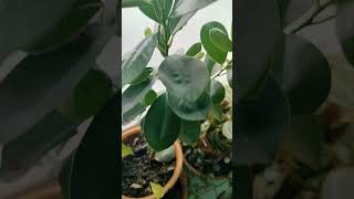 ficus plant ficusplant ficusmicrocarpa ficus ficusbonsai viral nature shorts short share