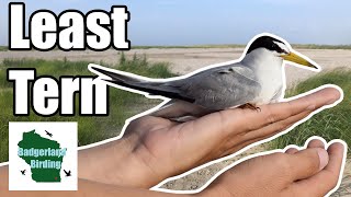 We Caught Least Terns! (For Science)