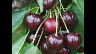 Dwarf Cherry Tree