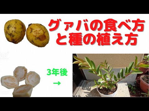 【食べ蒔き】食べたグァバの種を植えて栽培する方法