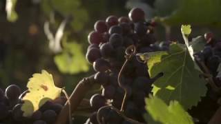 Melrose Vineyards
