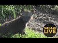 safariLIVE- Sunrise Safari - September 6, 2018