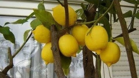 Citrus Tree Pruning In Winter | Why Citrus Tree Dropping Leaves | Grow Citrus Tree  Part.2