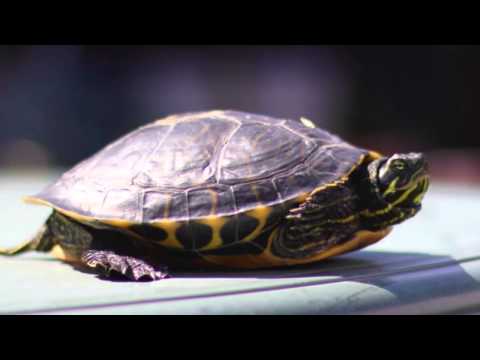 Turtle Timelapse