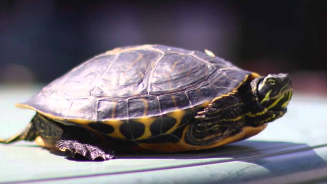 Turtle Timelapse - YouTube