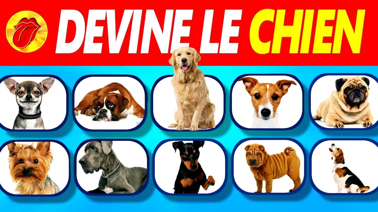 🐶Devine 51 CHIENS en 3 sec - Apprends FACILEMENT toutes les races de chien