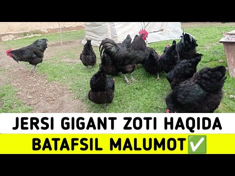 JERSI GIGANT ZOTI HAQIDA BATAFSIL. | ЖЕРСИ ГИГАНТ ХАКИДА Сотиладиган товук ва жожалар бор 98 1100910