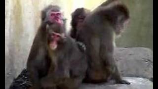 Macaque Chats Part 3