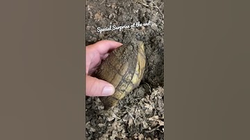 How Are the Hibernating Box Turtles Doing?!? 🐢🐢🐢🐢