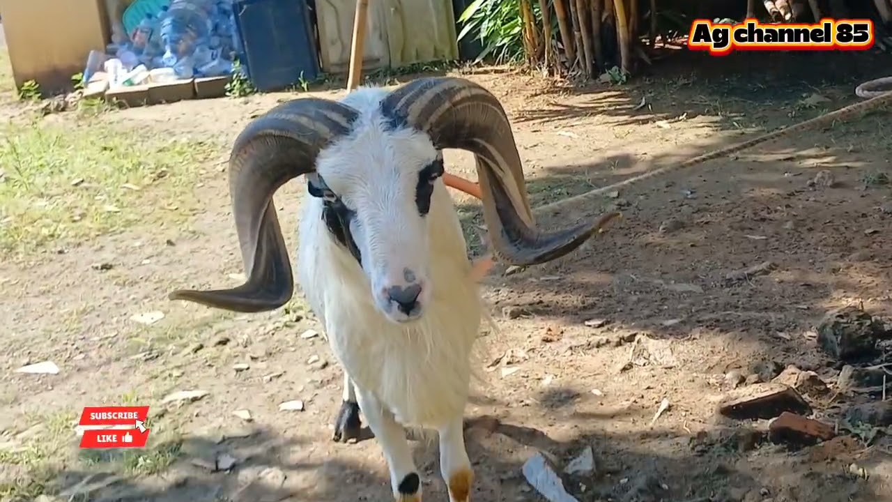 Kebersamaan dalam persaudaraan di desa //