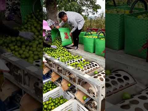 فصل أحجام مختلفة من الفاكهة باستخدام آلة فرز الليمون