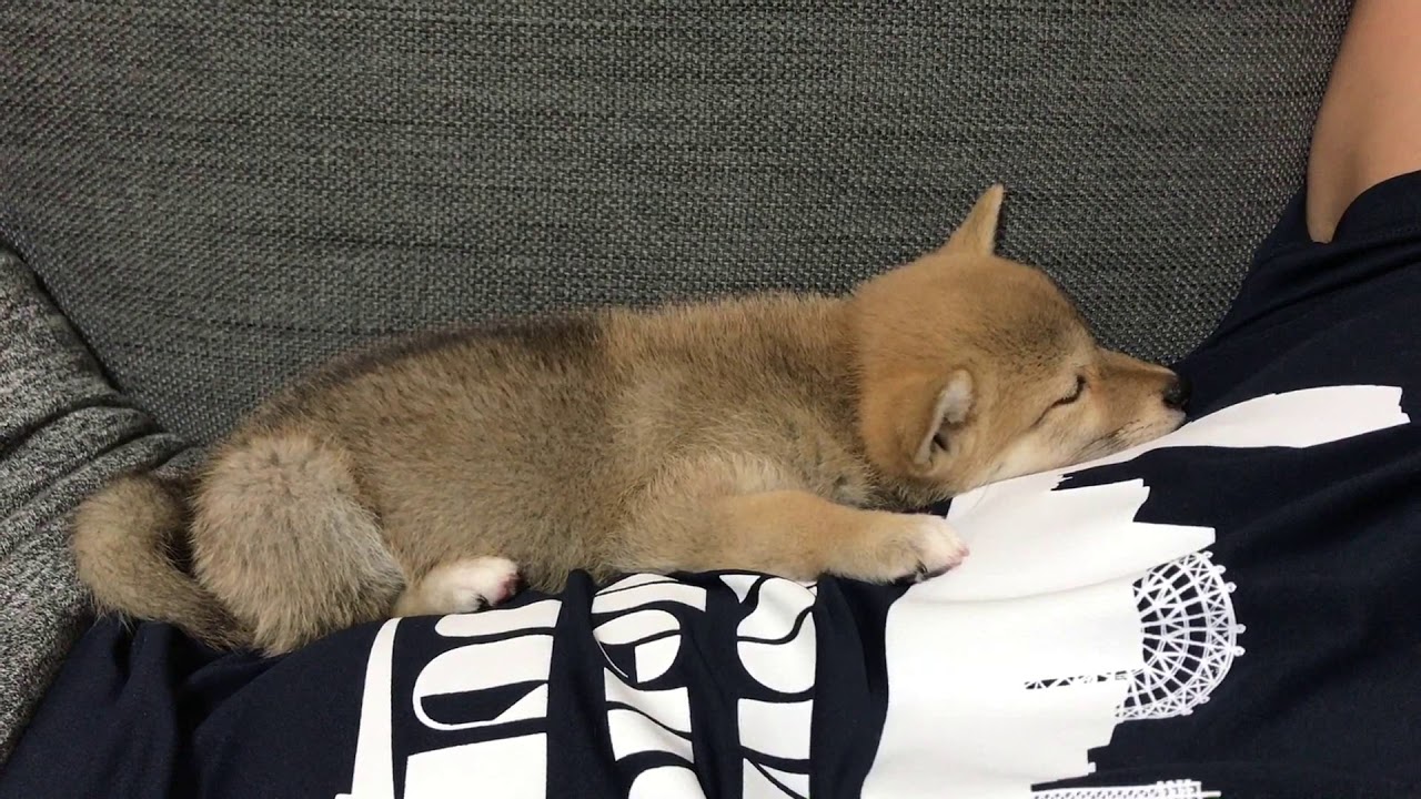 姉妹柴犬ハナヒナ 子犬の寝顔は天使 初めてのお家 Youtube 姉妹柴犬ハナヒナ 子犬の寝顔は天使 初めてのお家 Youtube