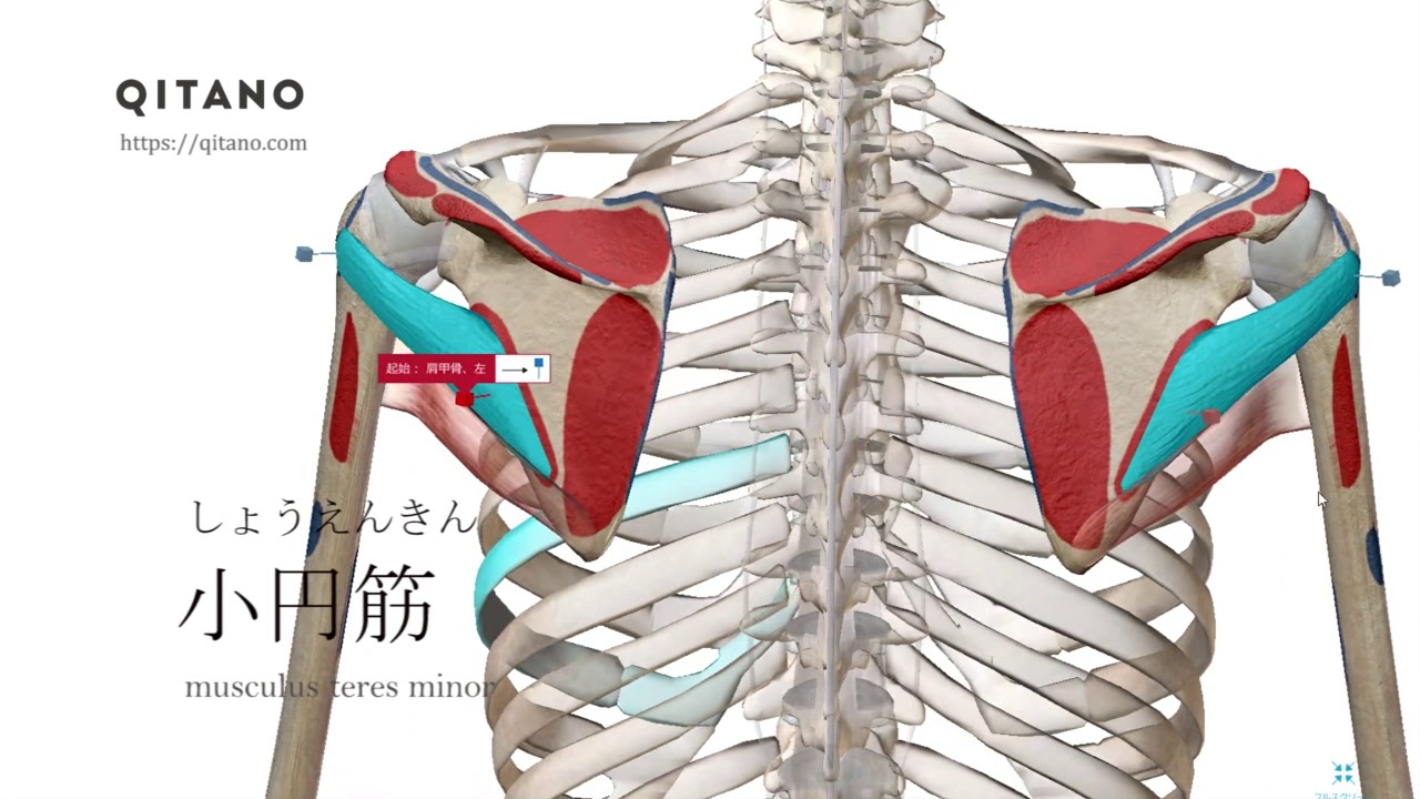 小円筋の解剖学図 Musculus Teres Minor 筋肉辞典 2 Youtube