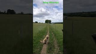 #dog #capcut #hertfordshire #reels #bbc #travel #fyp #everyone #follower