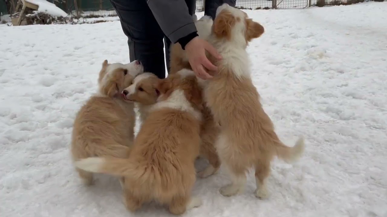 Border Collie Puppies 8,5weeks old - EE-RED color 