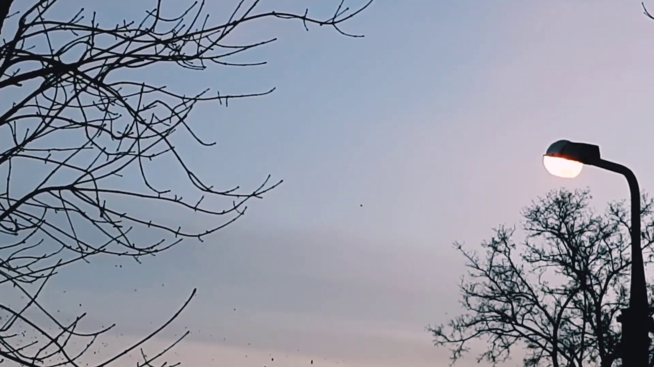 Птицы в небе. Birds in the sky 