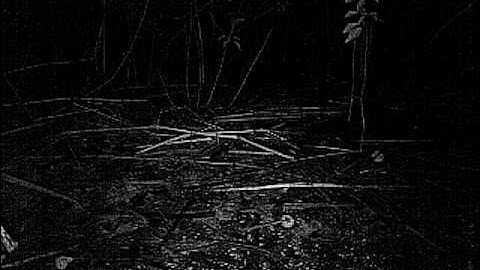 Camera trap - Mink filmed on the EZ-Video IR