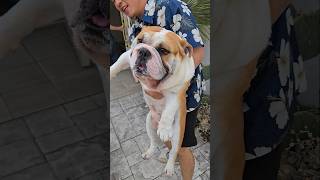 逃走失敗のブルドッグ #englishbulldog #ブルドッグ #イングリッシュブルドッグ