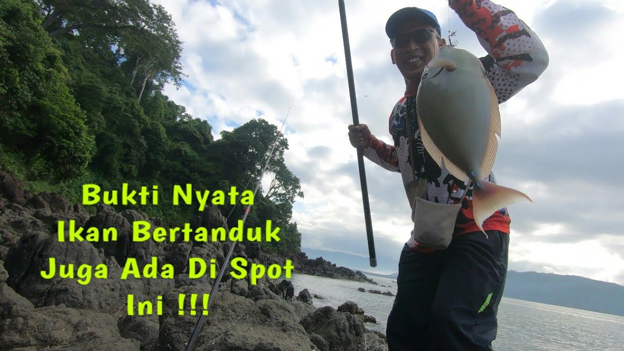 Terbukti !!! Banyak Jenis Ikan Pemakan Lumut Di Spot Ini Salah Satunya Ikan Besar Ini