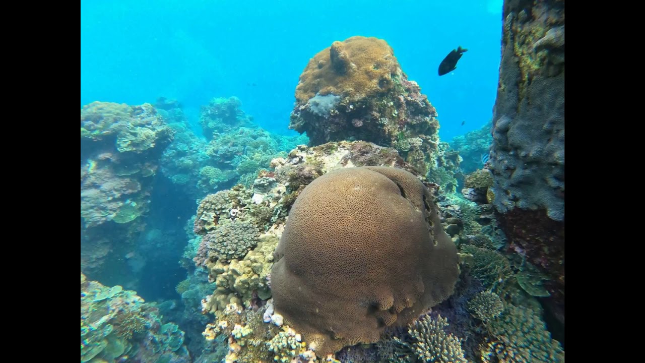 0419豆腐岬海底花園 珊瑚花開好開滿 待產中 Youtube