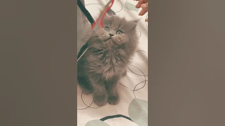 Video 9631101: mainecoon persiancat cats, persiancat persians, mainecoon cat funnycat, mainecoon cat meow, mainecoon catplaying, persian cat baby playing