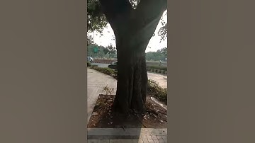 Ignou Solved Assignment CLIS BLII 12 2018-19