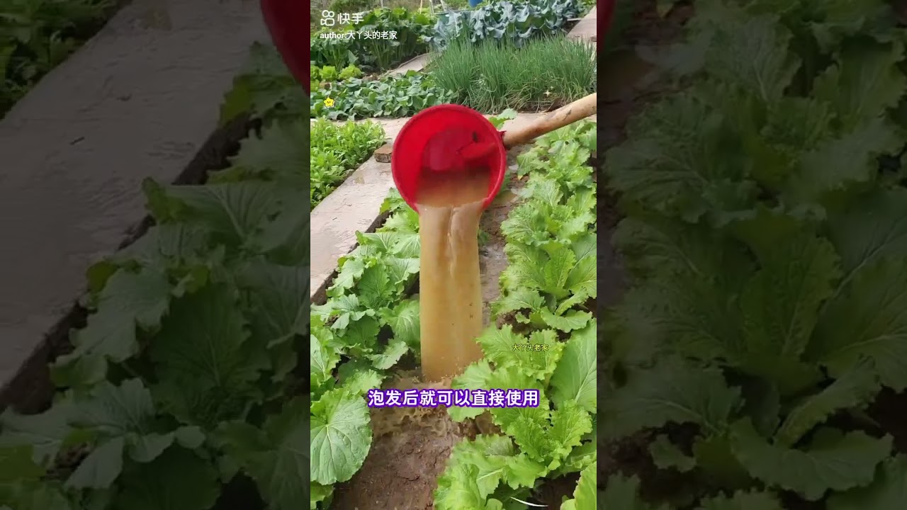 If you can't finish it, you can make sauerkraut out of the mustard greens 