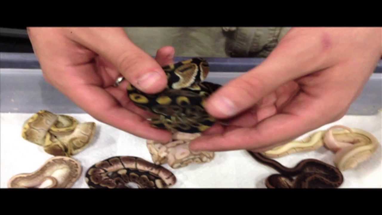 snake oil 2013 Clutch #1 Kingspin x Cinnamon all hatched out!