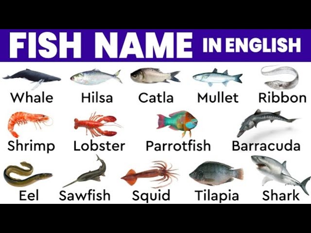 FRESH WATER FISH NAME, FULL HD VIDEO, ENGLISH VOCABULARY LANGUAGE