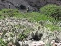 HOMENAJE AL KOLLA MERCADO, LA PACHA LO RECIBIO EN TILCARA EL LUGAR QUE EL ELIGIO