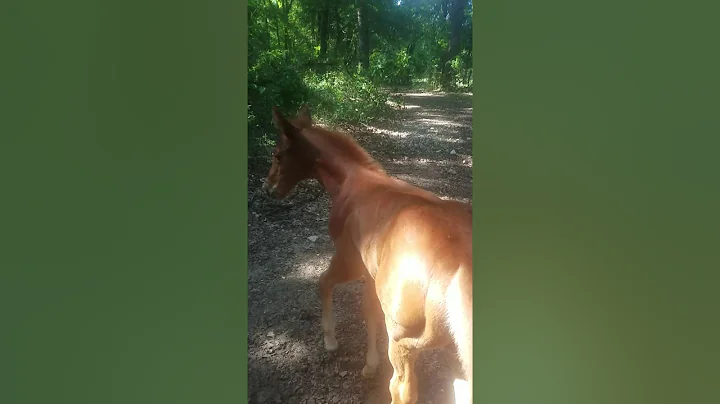 there is a mom with a boogie to go at the pasture