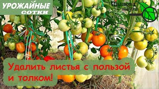 Не удаляйте листья, пока не сделаете ЭТО! Томаты будут вкуснее, ароматнее и раньше!