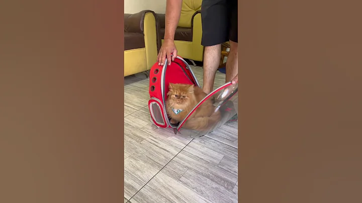 Video 7160451: cats pets catlover funny, pet gatos catlover