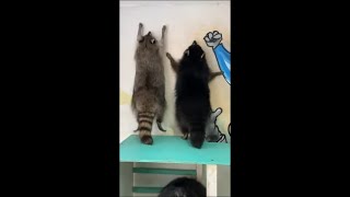 Fitness Raccoons Jumping as They Raise Their Front Legs Against Wall