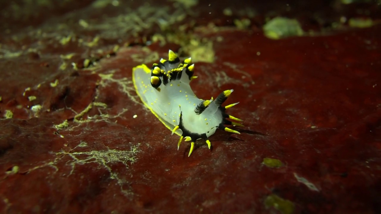tri color Nudibranch polycera
