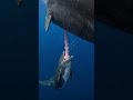 Rare Nature Footage Of A Mother Sperm Whale And Her Baby!#whale  #WhaleFacts#oceanlife#marinebiology