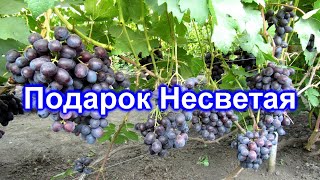 Подарок Несветая 03.08.2018