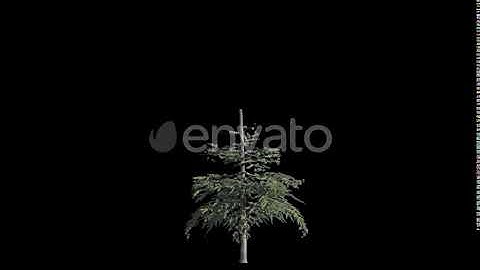 Tree Conifer Growing | Motion Graphics - Envato elements