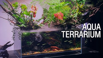 HƯỚNG DẪN SETUP HỒ THỦY SINH BÁN CẠN MINI 45cm - AQUA TERRARIUM SETUP