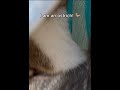 Surprise! Walking My Cat! #cutecat