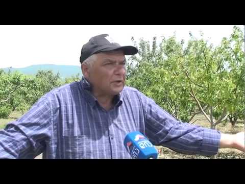 ძლიერმა სეტყვამ სოფელ ზერტში მოსავალი გაანადგურა