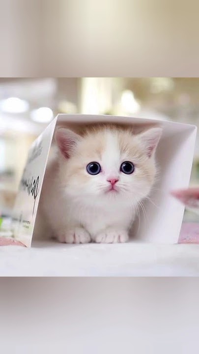 Маленькие котики (3 часть) #shorts #cat #cats #котики #darinett - YouTube