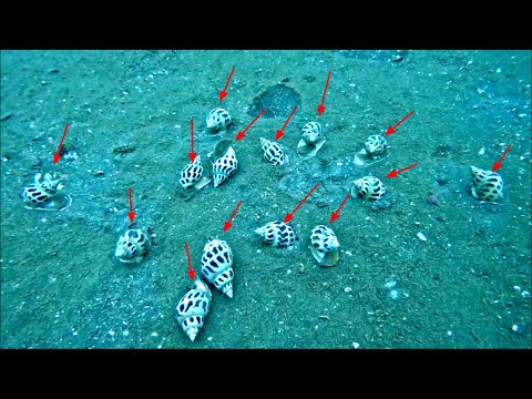 Video Hiếm Lắm Mới Gặp Ổ Ốc Hương-Ngày Lặn Biển May Mắn _P... - youtube