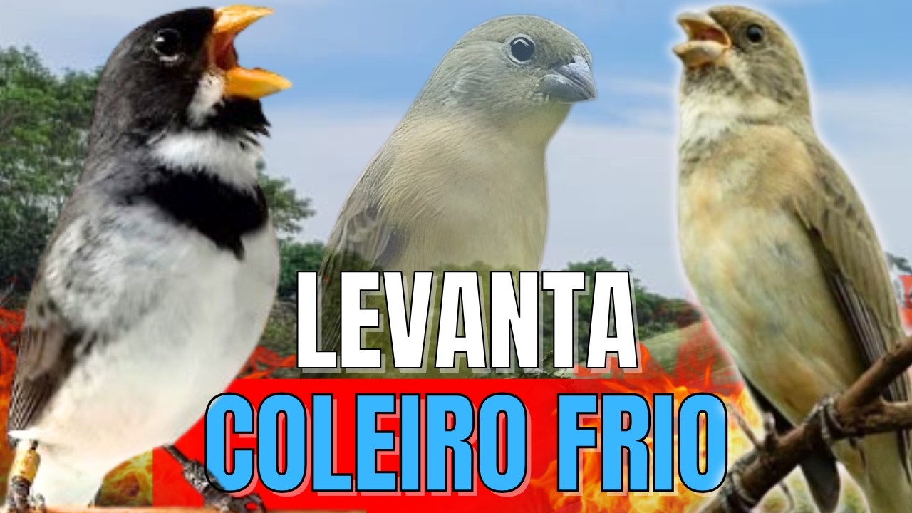 CANTO DO COLEIRO TUI TUI PRERFEITO COM PIADO DE FÊMEA DE COLEIRO PARA ESQUENTAR COLEIRO TUI TUI