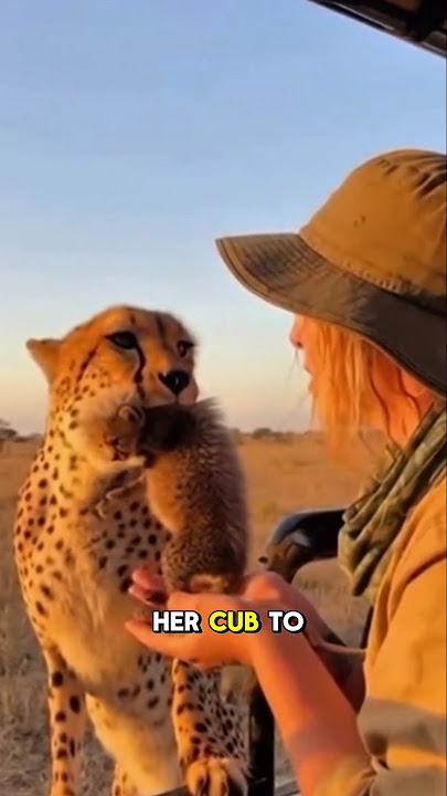 Tiger leaves her cub behind to save it from Lions 😲 #wildlifestory #viralshorts #tigerrescue #fypシ